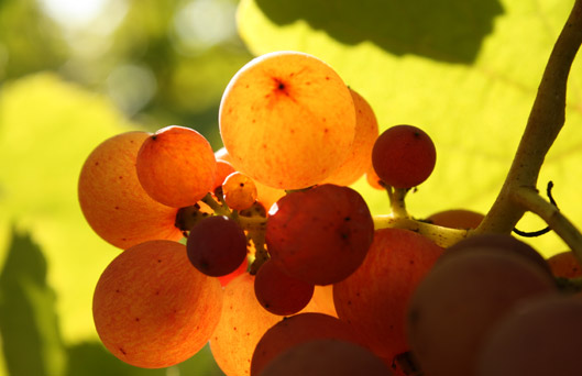 Vins et spiritueux