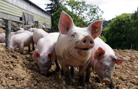 Viandes, produits carnés, poissons et autres produits animaux