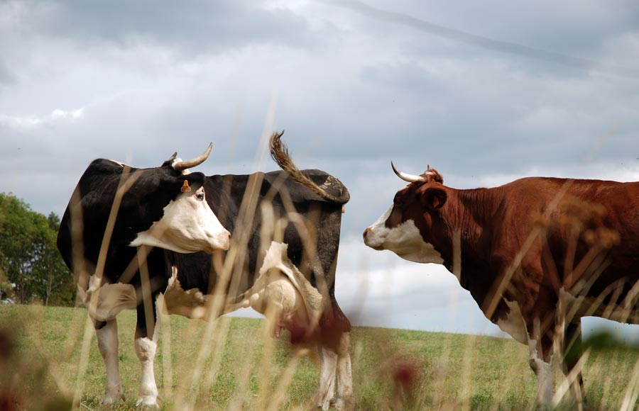 La Ferme du Champ de la Croix