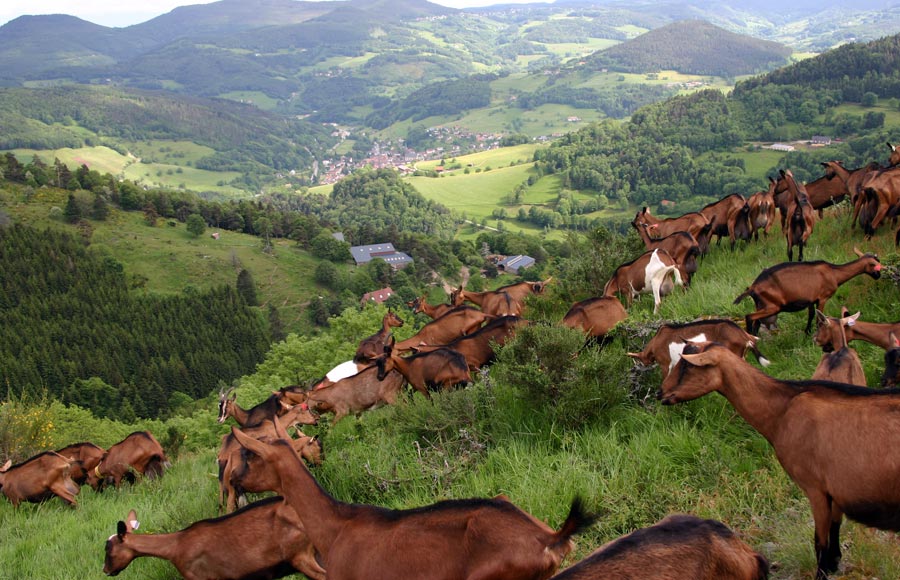 La Ferme des Embetschés