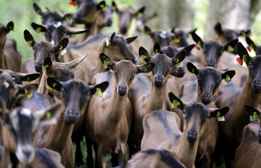 La Ferme des Embetschés