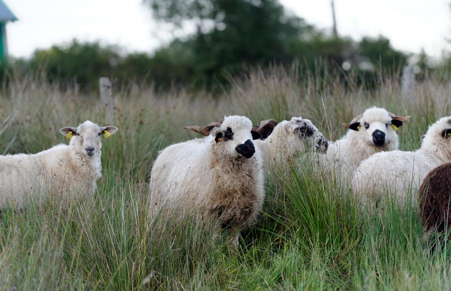 La Ferme des Embetschés