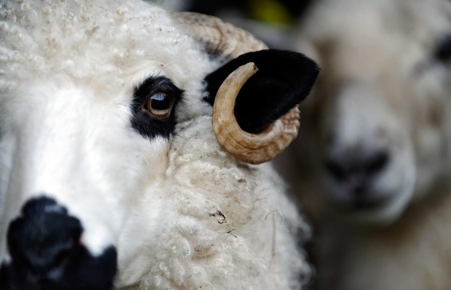 La Ferme des Embetschés
