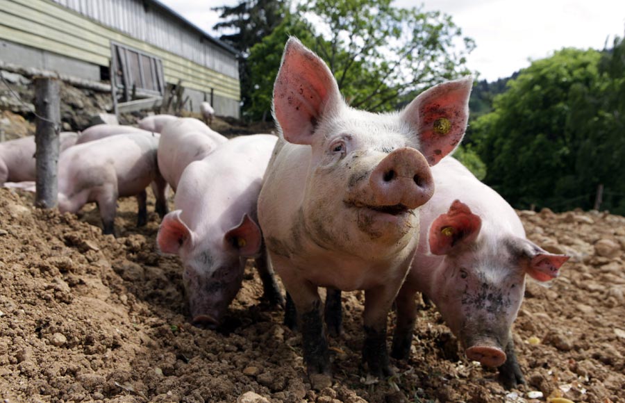 La Ferme des Embetschés