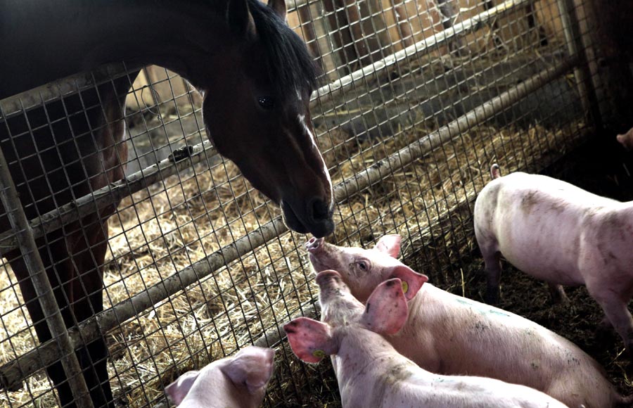La Ferme des Embetschés
