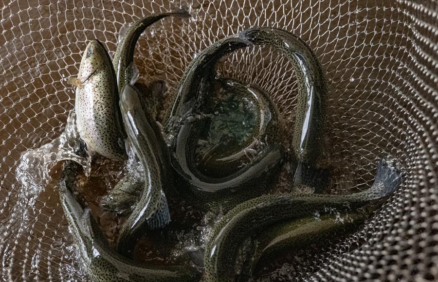 Pisciculture François Guidat