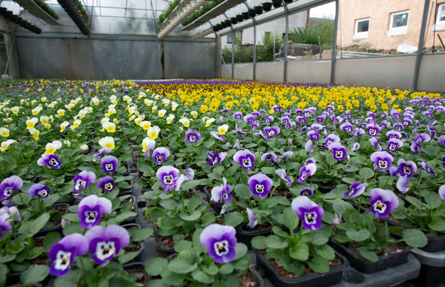Jacky Fleurs
