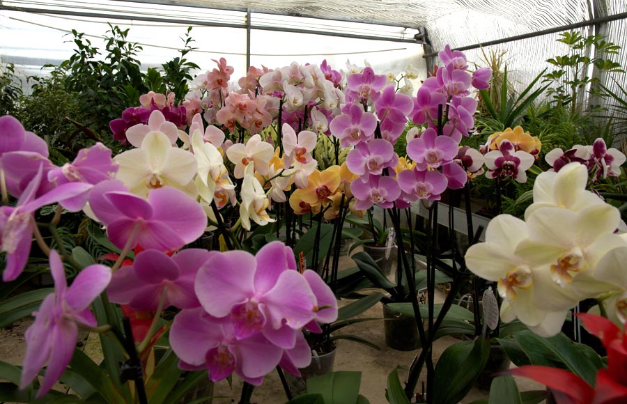 Jacky Fleurs