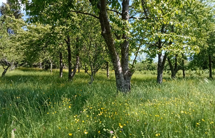 La Ferme du Kalblin