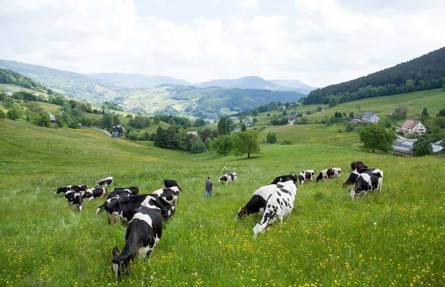 La Ferme Pierrevelcin-Basler