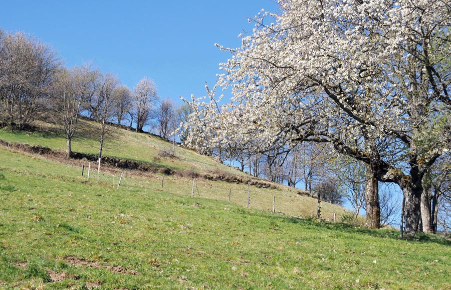 Le Gaec Fleurs de Lait