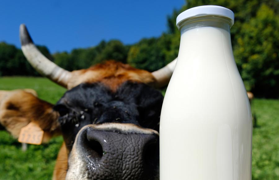 Le Gaec Fleurs de Lait