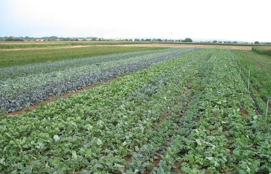 Les Saveurs du Ried