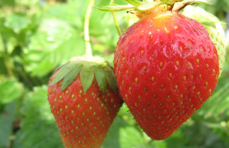 Les Saveurs du Ried