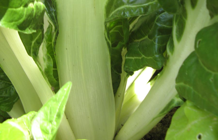 Les Saveurs du Ried