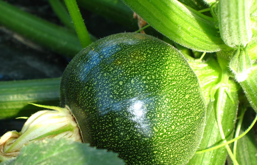 Les Saveurs du Ried