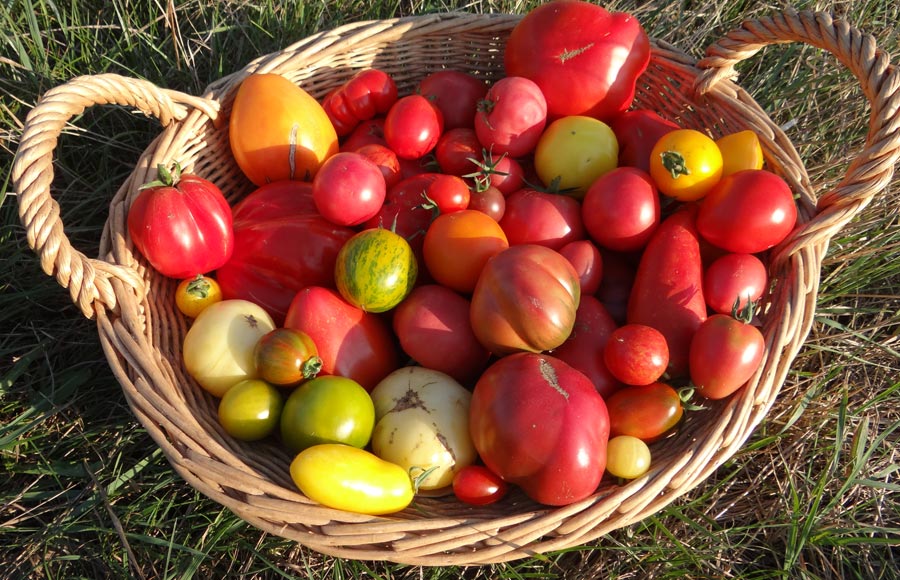 Les Saveurs du Ried