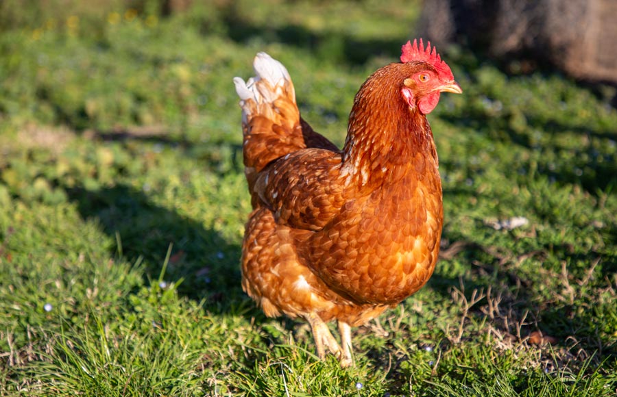 Ferme avicole Schwenger-Fuchs