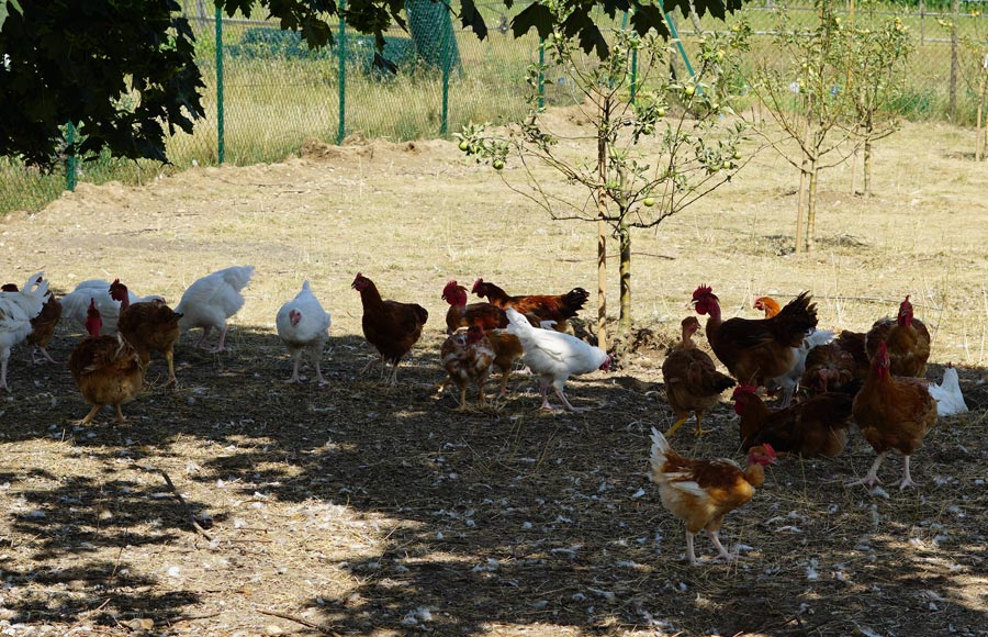 Ferme avicole Schwenger-Fuchs