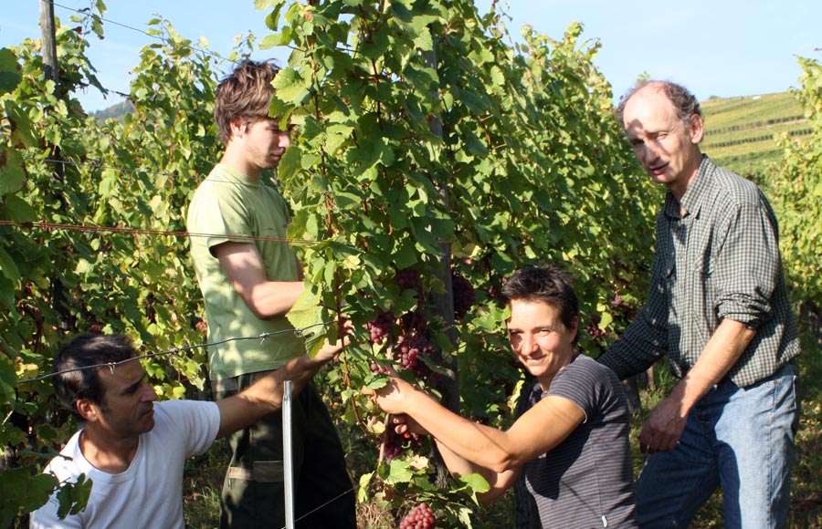 Vignoble André Stentz