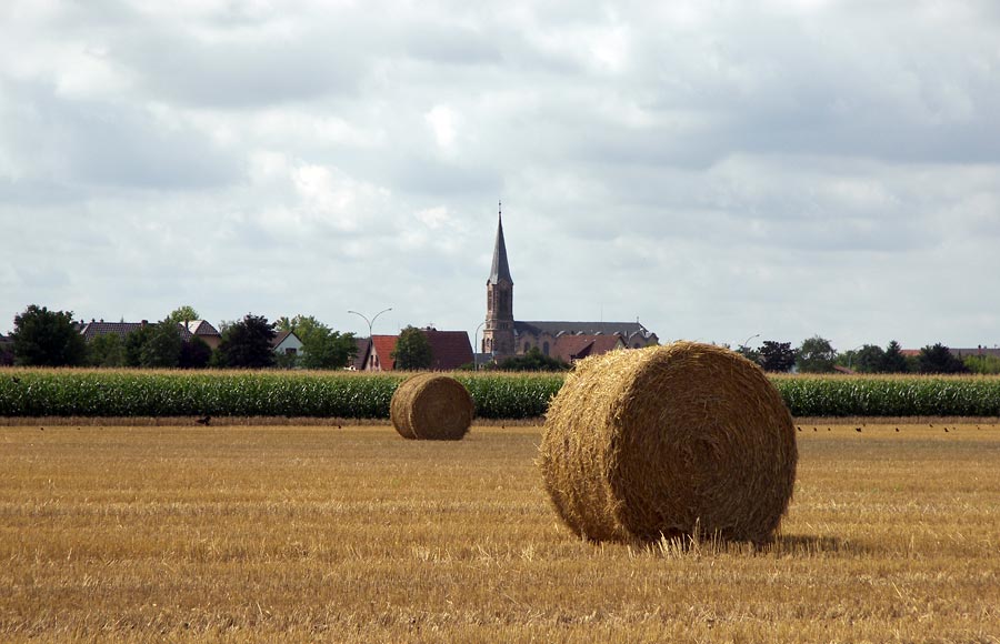 La paille restante après récolte des céréales