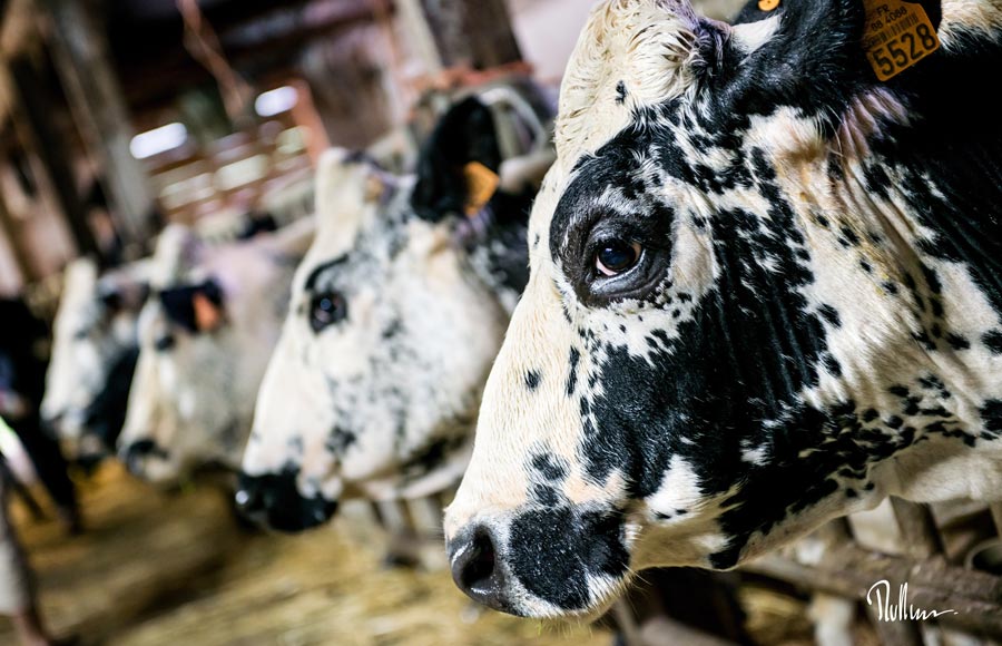 Vaches vosgiennes (les mères) de la Ferme de Reherrey 