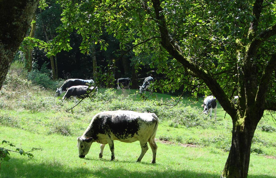 Vaches vosgiennes (les mères) de la Ferme de Reherrey 