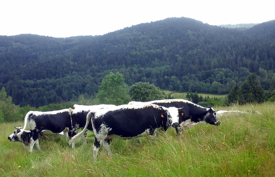 Vaches vosgiennes (les mères) de la Ferme de Reherrey 