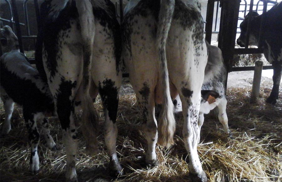 Veaux sous leur mère - Ferme de Reherrey