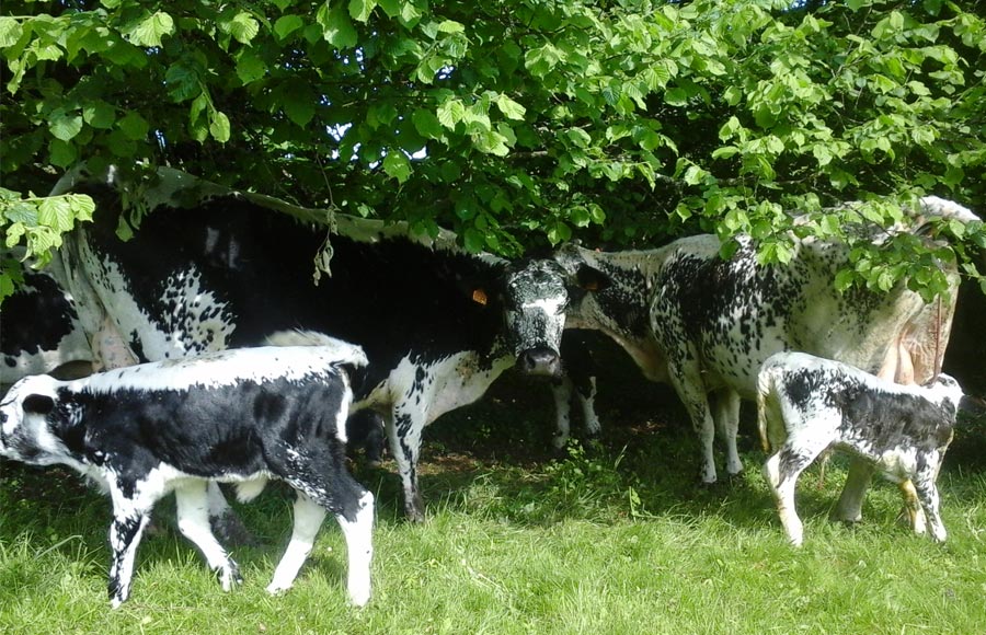 Veaux avec leur mère - Ferme de Reherrey