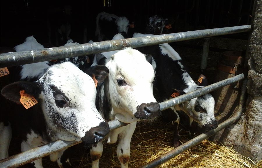 Veaux de race vosgienne - Ferme de Reherrey